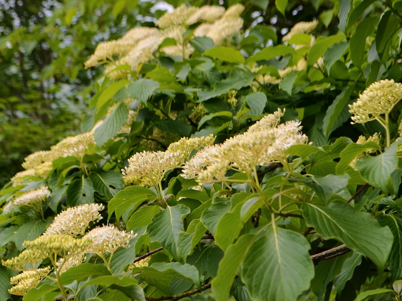 ミズキ花