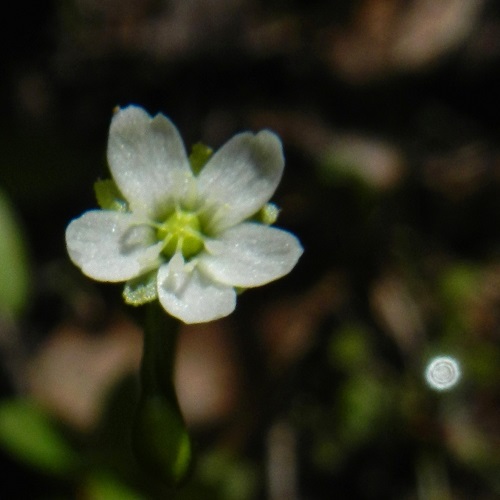 モウセンゴケの花