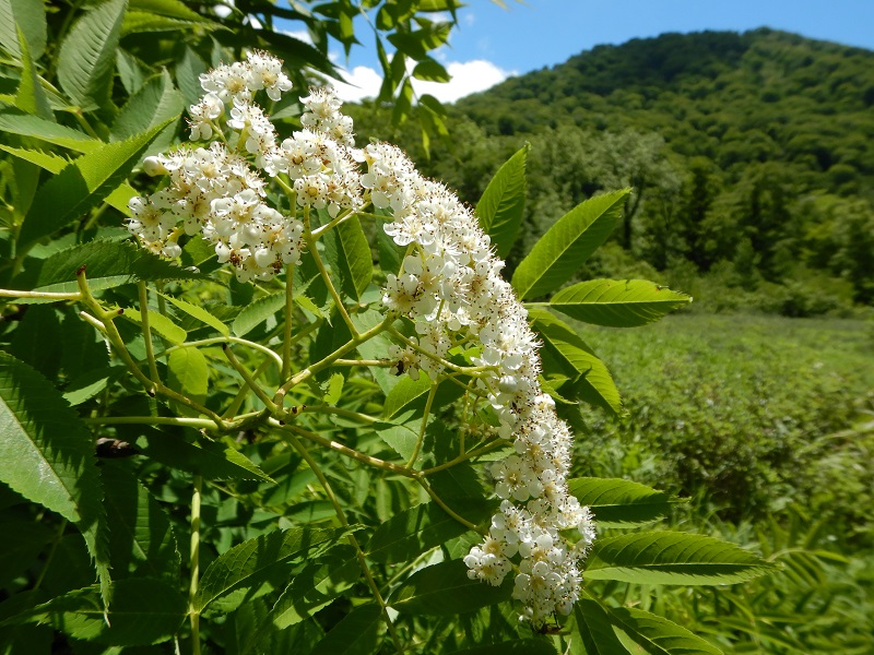 ナナカマド花