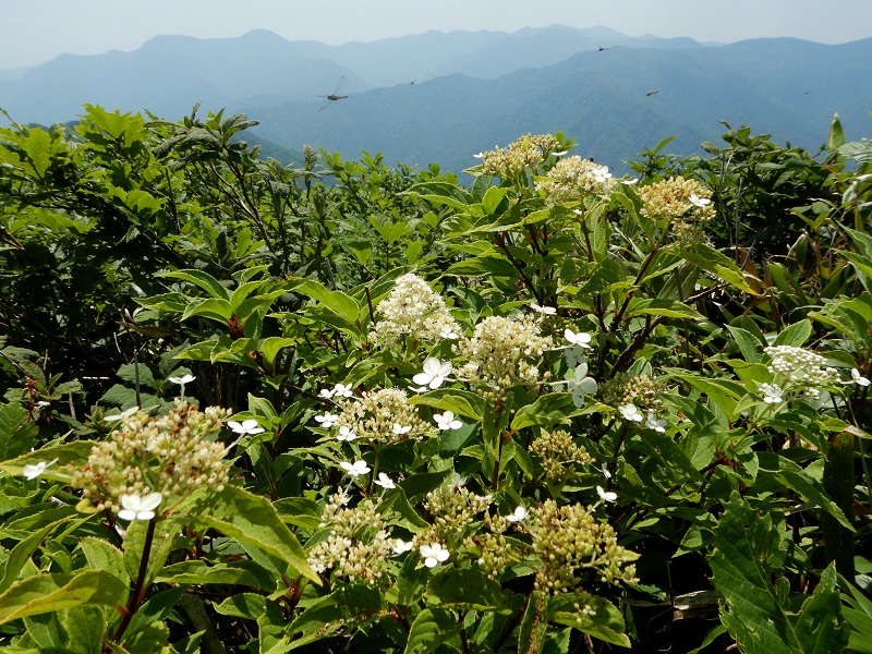 ノリウツギ花