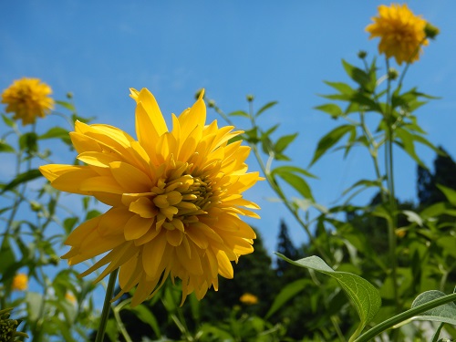 ヤエザキオオハンゴンソウの花