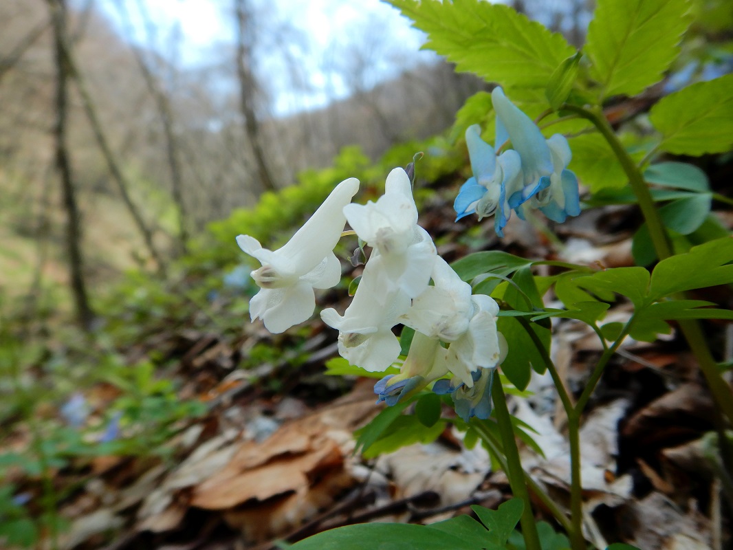 白花のオトメエンゴサク