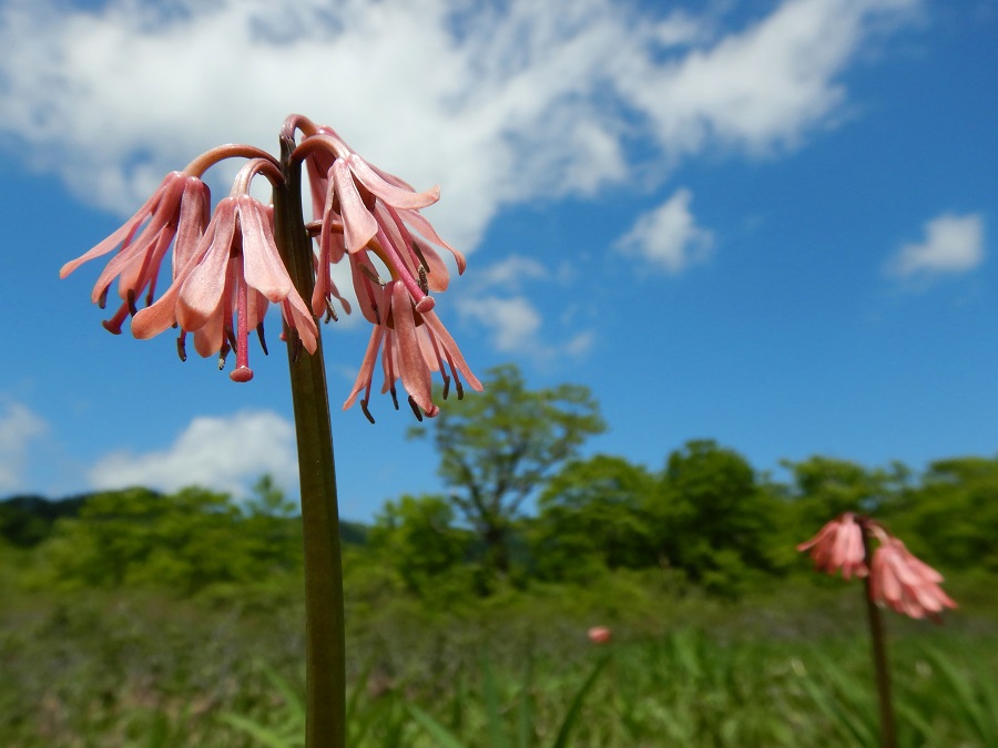 ショウジョウバカマ(花)