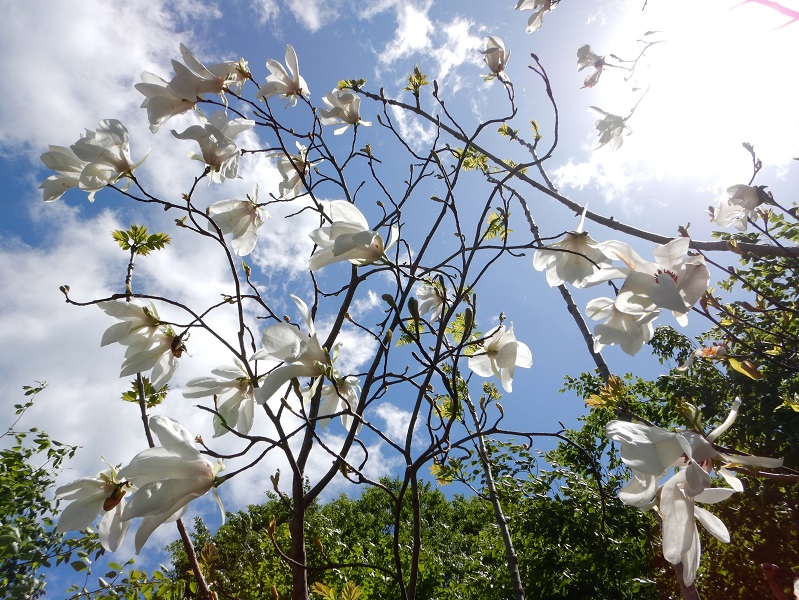 タムシバ花