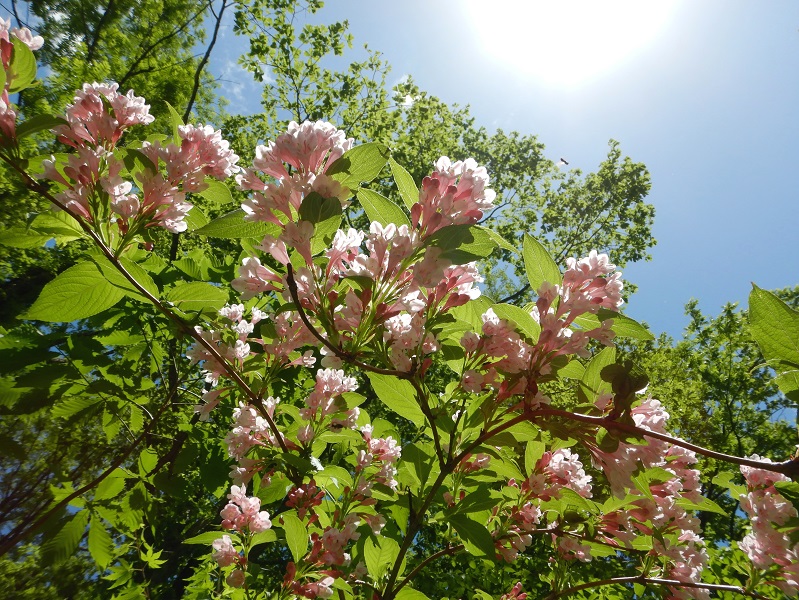 タニウツギ花