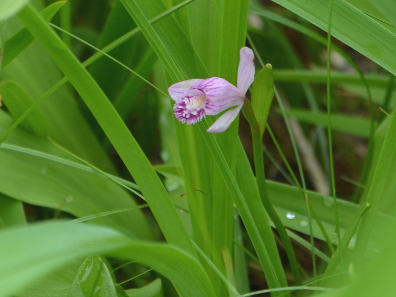 トキソウ花