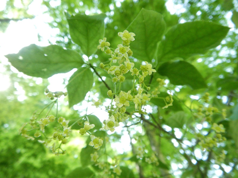 ツリバナの花