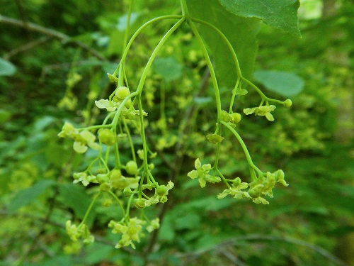 ツリバナの花