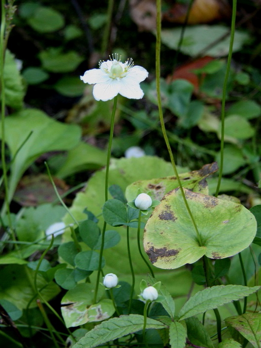 ウメバチソウ花