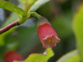 ウスノキの花