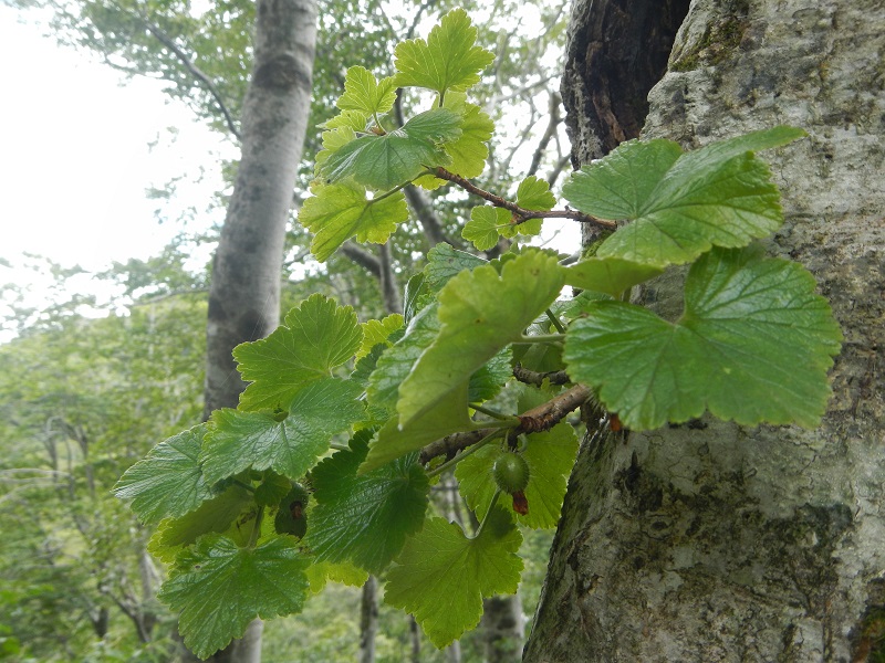 ヤシャビシャク実