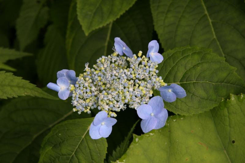 エゾアジサイの花