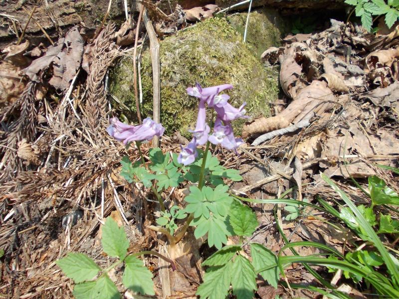東北森林管理局 植物図鑑 花の色別索引 赤 紫 青