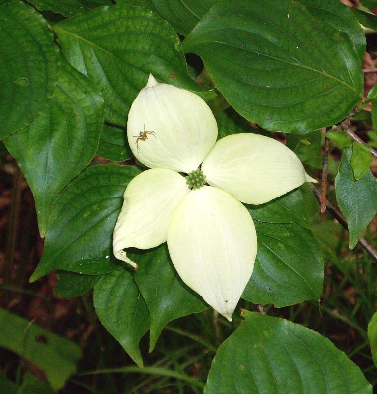 ヤマボウシの花