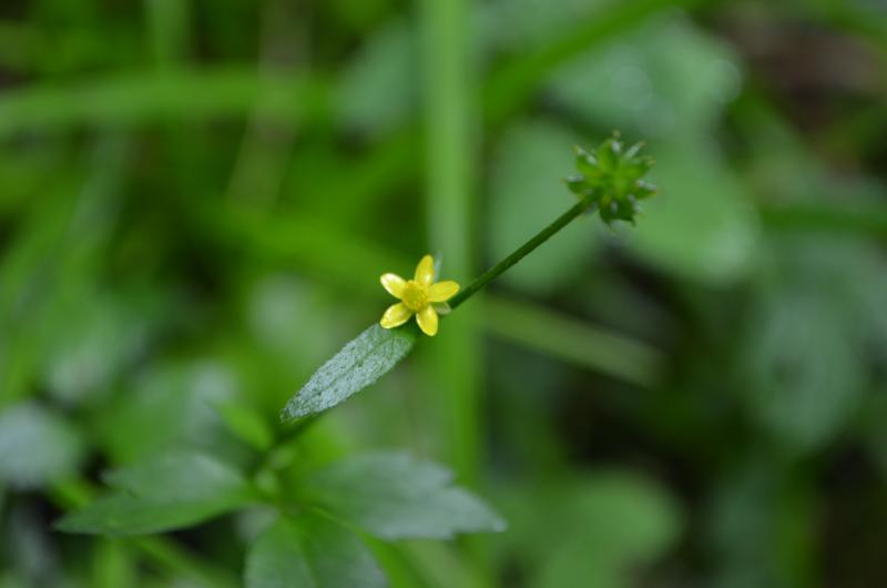 ヤマキツネノボタンの花