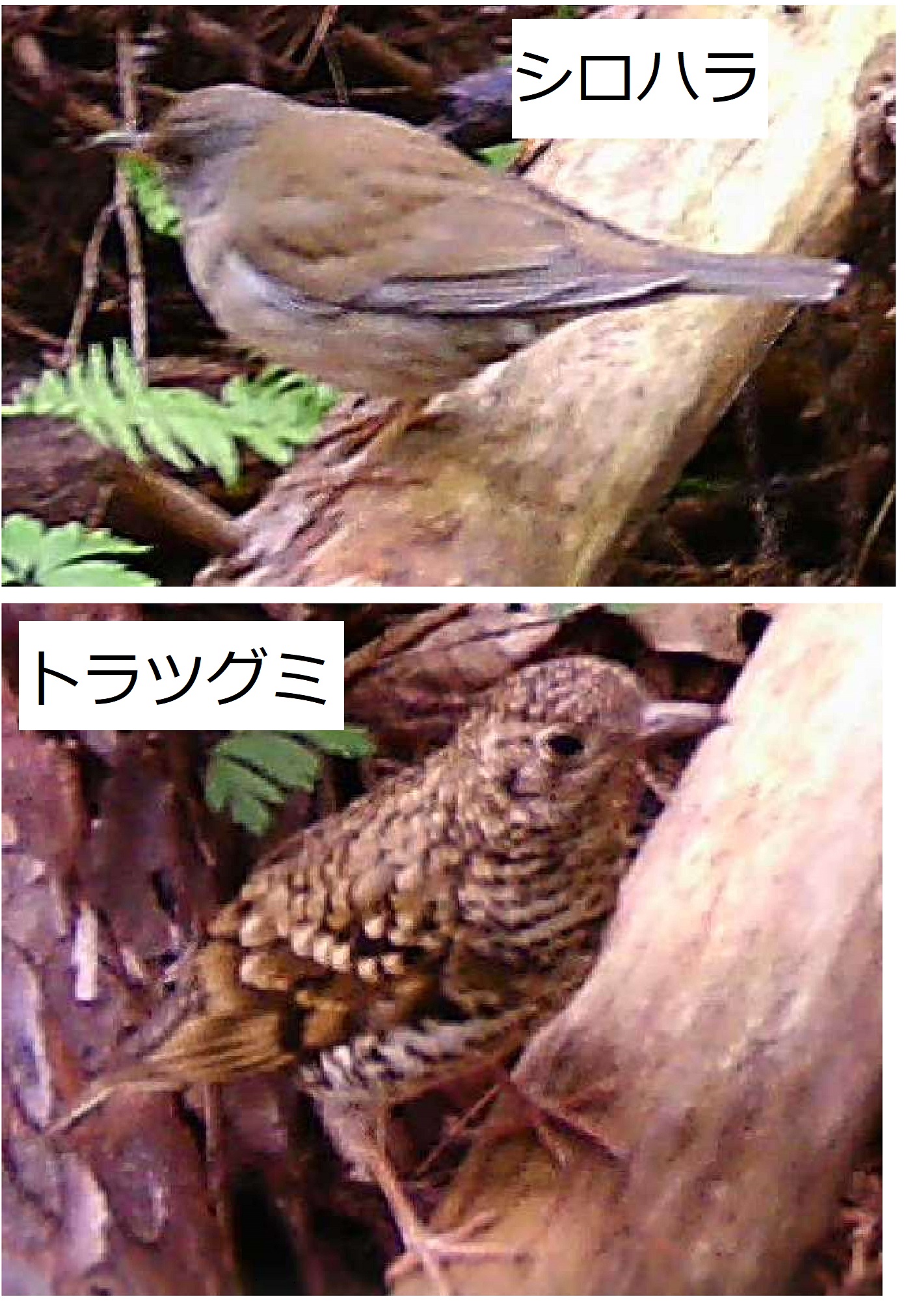 シロハラとトラツグミ