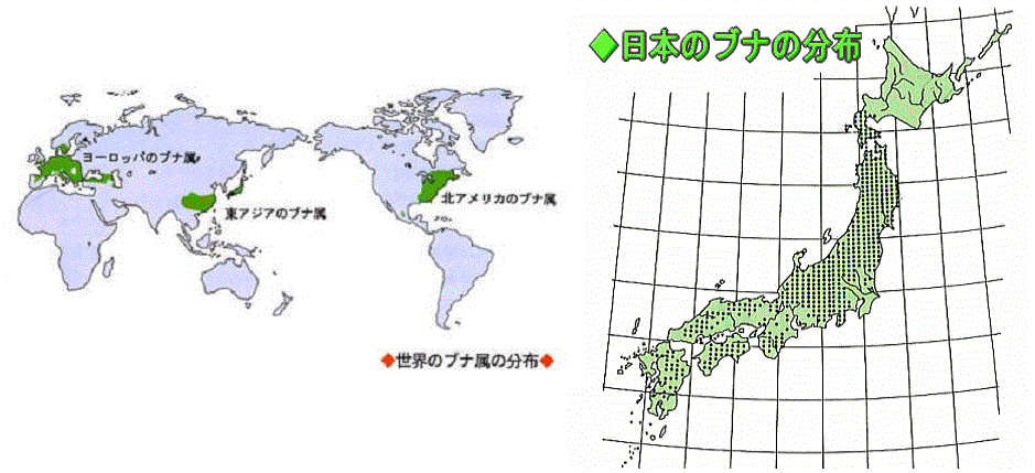 世界と日本のブナの分布