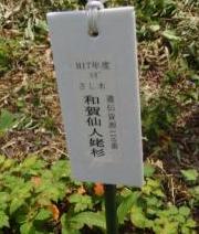 写真：姥スギ標識