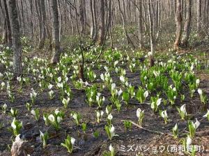 ミズバショウ群落