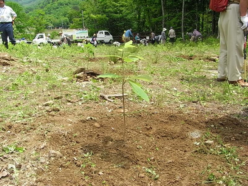 県民会議植樹会7