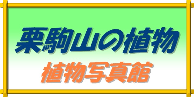 栗駒山の植物バナー