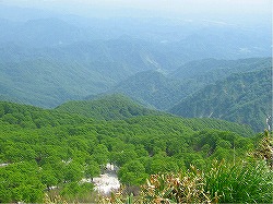 写真：太平山周辺の水土保全林