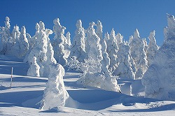 写真：森吉山スキー場の樹氷