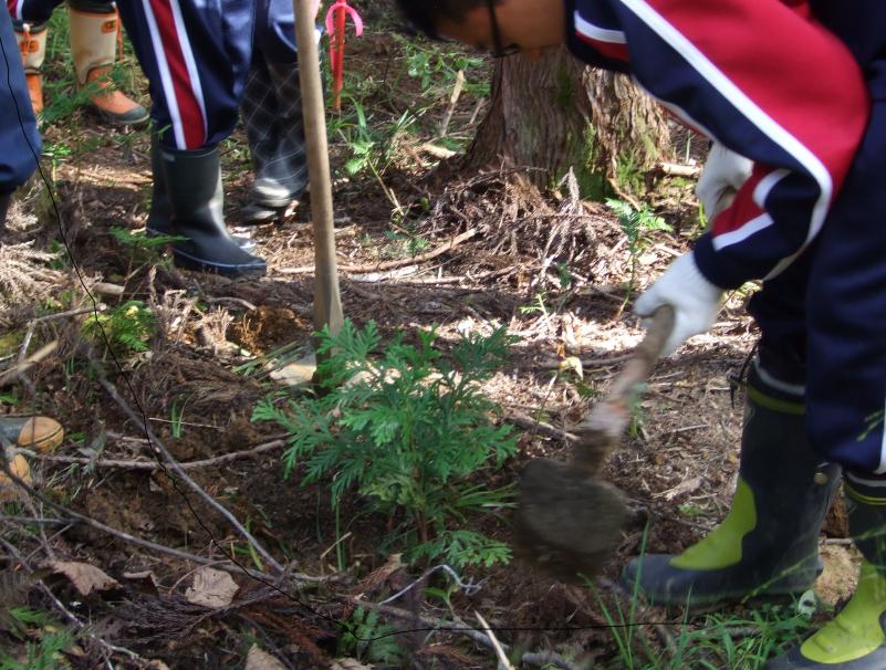 東北森林管理局植樹体験 