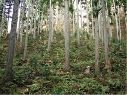 前森山複層林施業箇所