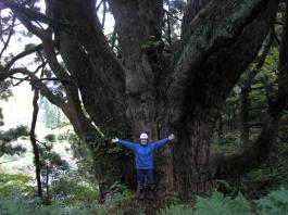 山の内スギ、黒杉
