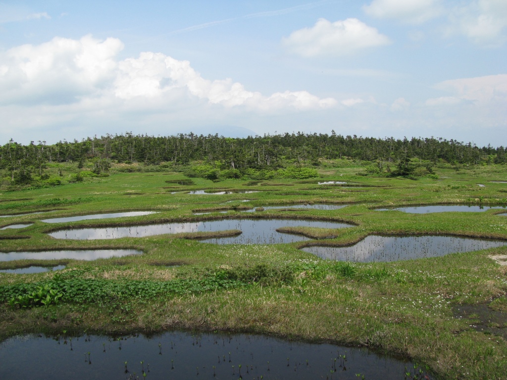 千沼ヶ原湿原