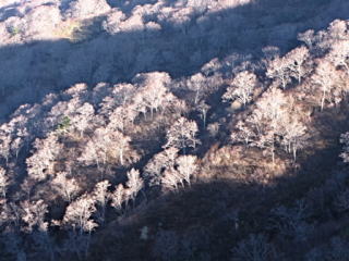 小朝日北斜面のブナ林