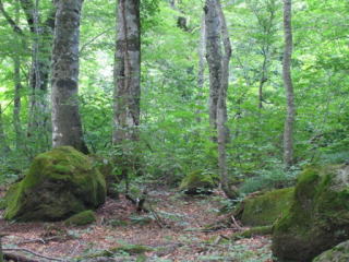 梅花皮沢と桧山沢の合流点付近のブナ林