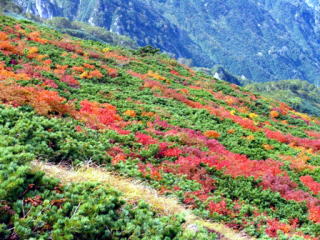 御前坂付近の紅葉