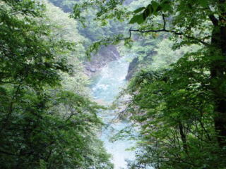 三面川の流れ