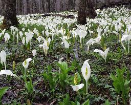 岩泉町にある櫃取湿原植物群落保護林