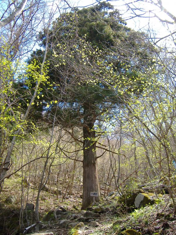 20100509_氷上山山開き写真01