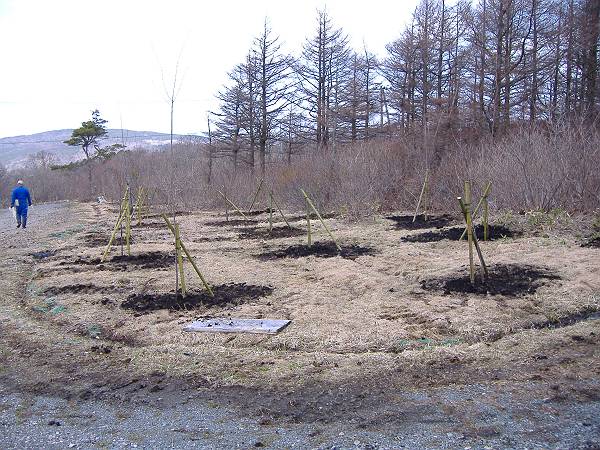 大山桜の名所