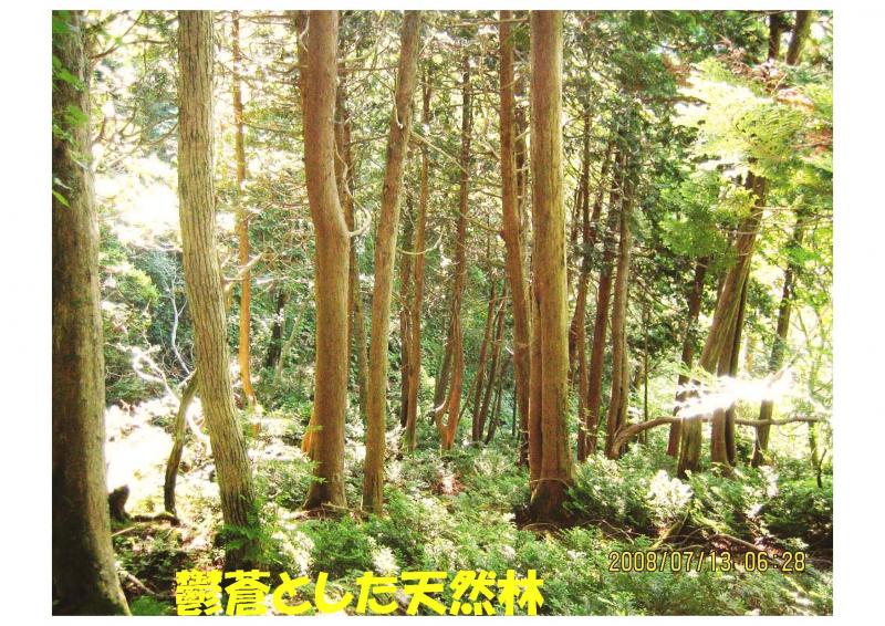 五葉山植物群落保護林紹介写真03