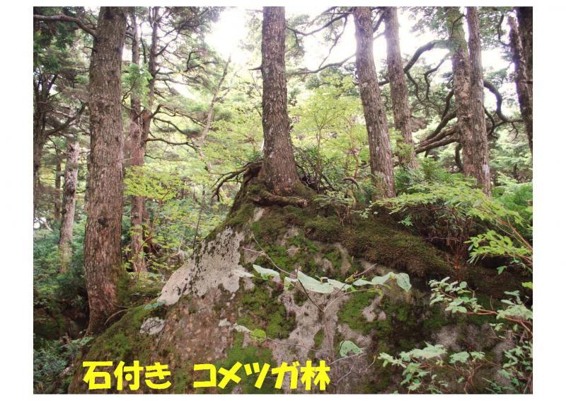 五葉山植物群落保護林紹介写真04