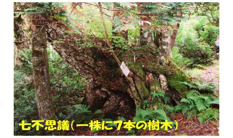 五葉山植物群落保護林紹介写真05