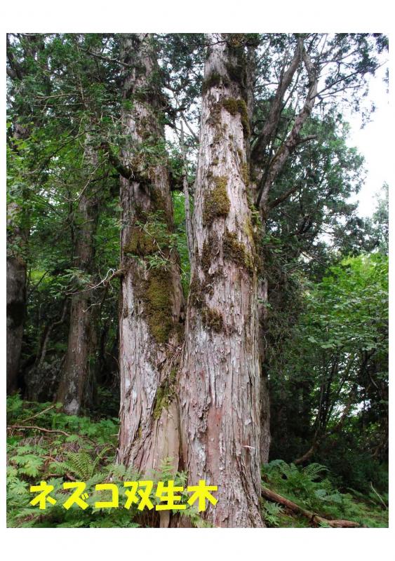 五葉山植物群落保護林紹介写真06