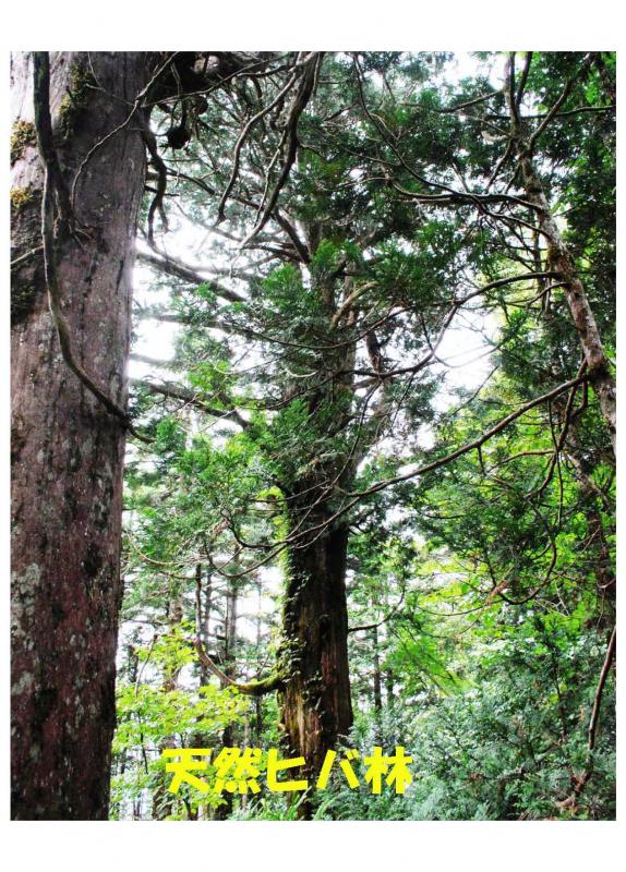 五葉山植物群落保護林紹介写真07