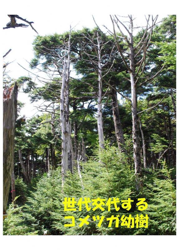 五葉山植物群落保護林紹介写真08