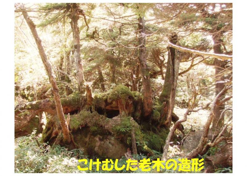 五葉山植物群落保護林紹介写真10