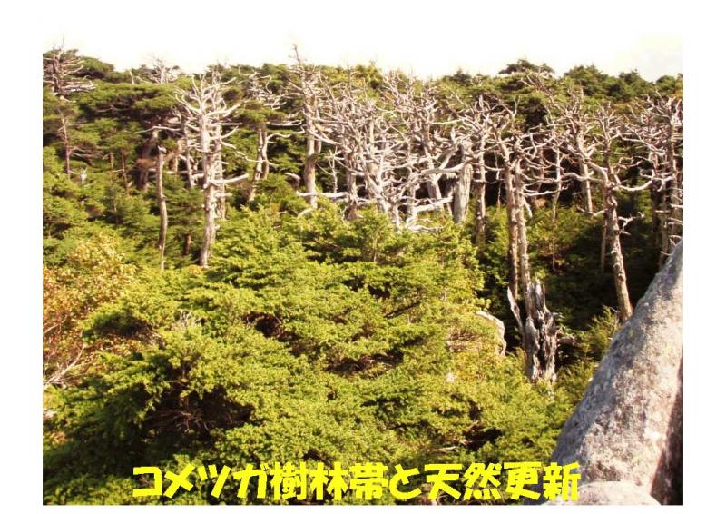 五葉山植物群落保護林紹介写真11