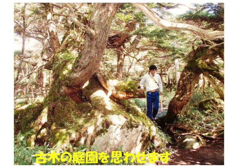 五葉山植物群落保護林紹介写真12