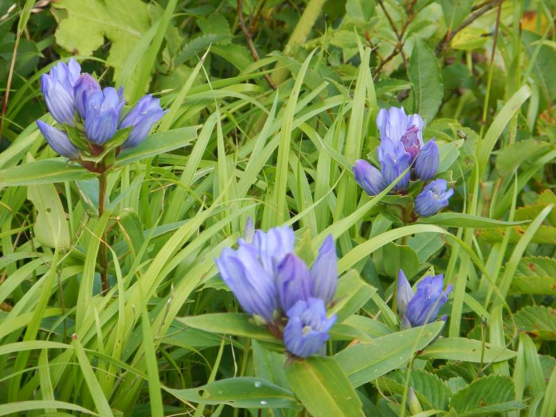 エゾオヤマリンドウが開花し始めました。