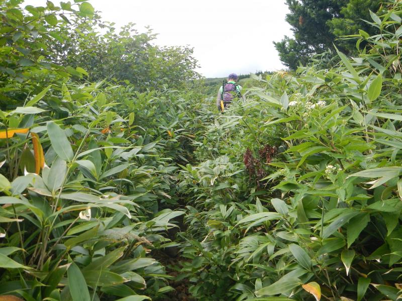 小学生が通ってきたという登山道の安全確認。