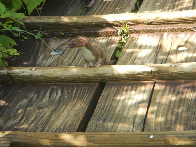なんと木道の隙間からオコジョがひょっこり姿を見せてくれました。